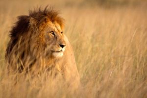 8-Day-Serengeti-Adventure-Big-Cats-Safari