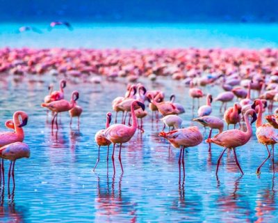 A-Paradise-for-Bird-Lovers-–-Lake-Manyara-National-Park-1