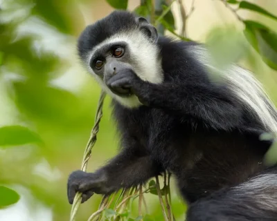 Arusha-National-park-Colubus