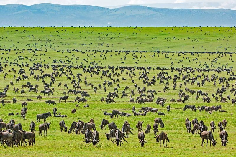 Serengeti-National-Park-Africa-Kenya-Safaris2