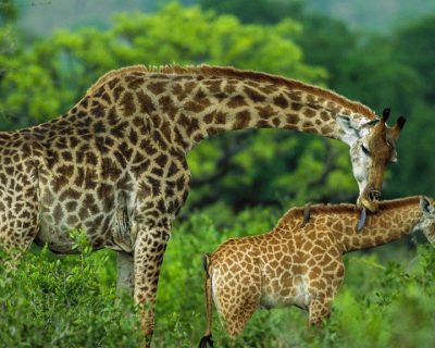 arusha-national-park-destinations-tanzania-maasai-wanderings-africa-giraffe-1024×576 arusha-national-park-destinations-tanzania-maasai-wanderings-africa-giraffe-1024x576