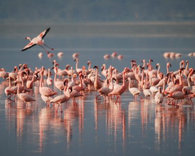 birds-1099071 birds-1099071