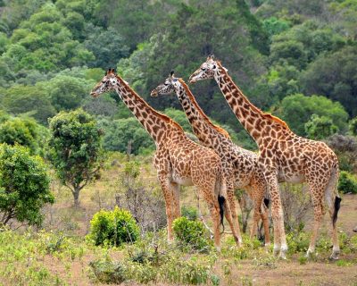 featured-lake-manyara