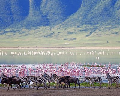 Zebras and wildebeests in the Ngorongoro Crater, Tanzania Zebras and wildebeests in the Ngorongoro Crater, Tanzania