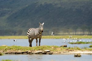 Zebra in National Park. Africa, Kenya